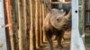  Eight Rhinos Found Dead After Move to New Kenyan Sanctuary