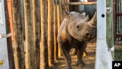 FILE - A rhino is seen in a cage in the Addo Elephant Park, near Port Elizabeth, South Africa, to be transported to Zakouma National Park in Chad, May 2, 2018. The Kenyan government said Friday that eight critically endangered black rhinos are dead in Kenya following an attempt to move them.