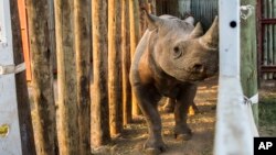 A rhino is seen in a cage in the Addo Elephant Park, near Port Elizabeth, South Africa, to be transported to Zakouma National Park in Chad, May 2, 2018. 