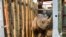 A rhino is seen in a cage in the Addo Elephant Park, near Port Elizabeth, South Africa, to be transported to Zakouma National Park in Chad, May 2, 2018. 