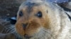 Foto anjing laut es di Kotzebue, Alaska, 5 September 2006. (Foto: AP)