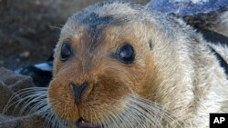 A bearded seal in Kotzebue, Alaska (Photo: AP)