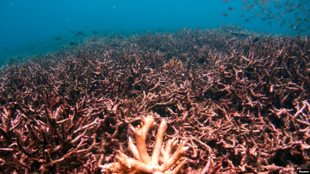 Karang staghorn (acropora cervicornis) terlihat di dasar laut Pulau Tioman Malaysia di Laut China Selatan 4 Mei 2008. (Foto: REUTERS/David Loh)