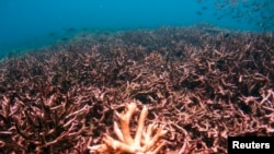 Rundo la viumbe (matumbawe) eneo la Malaysia la Kisiwa cha Tioman katika bahari ya South China kama ilivyokuwa Mei 4, 2008. Rasilmali hii ya baharini inadaiwa na Ufilipino inauawa na harakati za kijeshi zinazofanywa na China.