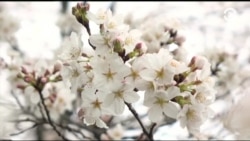 Настоящее Время. Америка – 28 марта 2017