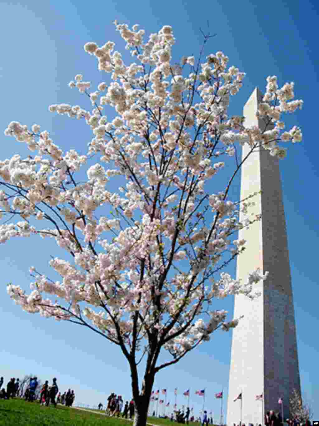 [워싱턴 D.C. 벚꽃 축제] 워싱턴의 봄