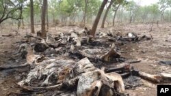 Dans cette photo Février 2012 publié par Boubandjida Safari Lodge, les carcasses d'éléphants abattus par des braconniers sont vus dans le parc national Boubou Ndjida, situé au Cameroun, près de la frontière avec le Tchad. Poachers have slaughtered at least 200 elephants 