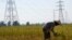 FILE - A farmer works in a paddy field under the power lines near Nam Theun 2 dam in Khammouane province, Oct. 28, 2013. 
