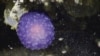 Strange Purple Orb Spotted in Deep Waters Off California