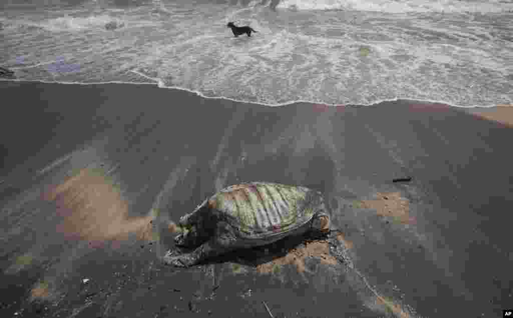 Decomposed remains of a turtle lies on a beach polluted following the sinking of a container ship that caught fire while transporting chemicals off Kapungoda, outskirts of Colombo, Sri Lanka.