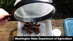 Trapped Asian giant hornets are seen in a container in this photo by the Washington State Department of Agriculture.