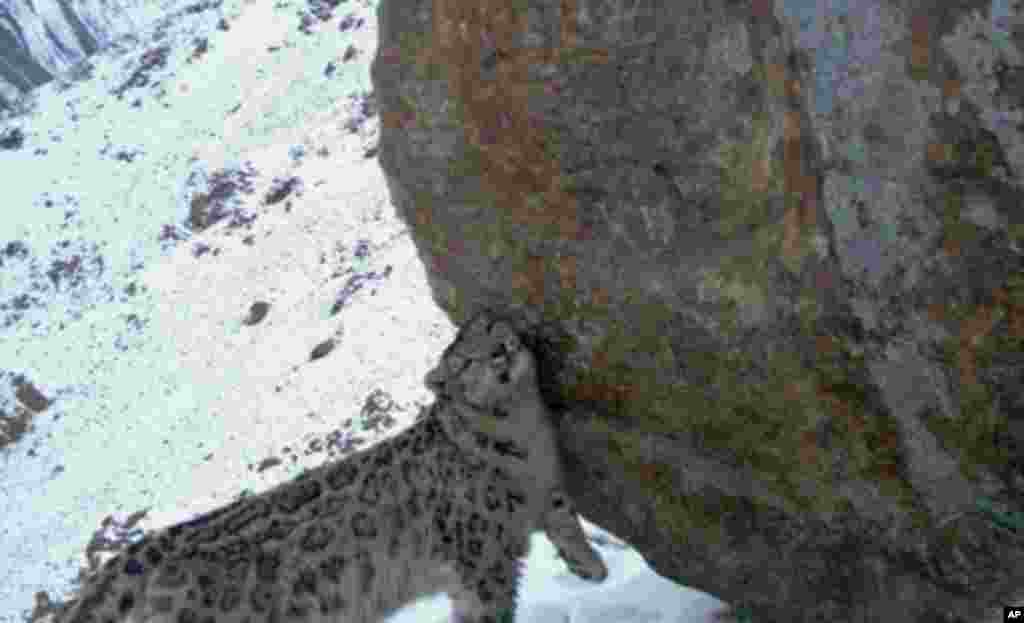 (Photo credit: Wildlife Conservation Society)