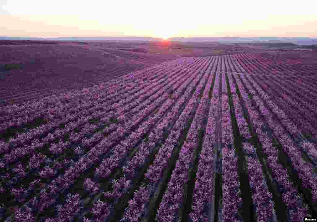 A low aerial view shows flowering peach trees in Aitona, in the Catalonian province of Lleida, Spain.