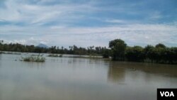 Banjir yang menggenangi beberapa wilayah sentra produksi pertanian di Aceh. (Foto: Budi Nahaba, 7/11/2014). 