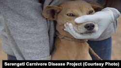 A dog's muzzle is held shut by a volunteer as the animal is vaccinated against rabies in Tanzania. (Courtesy/Serengeti Carnivore Disease Project)
