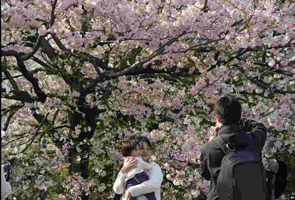 2018年3月26日，东京千鸟渊，花朵繁茂的樱树下，家人拍照。