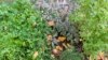 Tips for Growing Herbs, No Garden Necessary