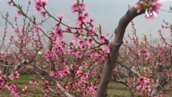 آغاز فصل بهار و امیدواری باغداران برای برداشت محصولات بهتر