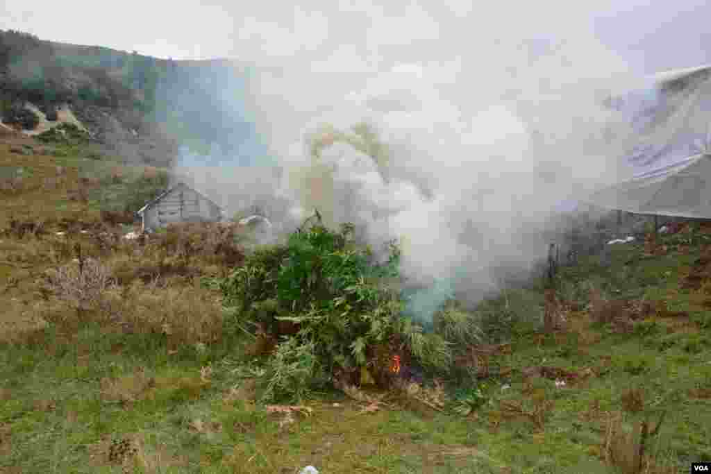 Ilegal Marijuana in Southern Albania