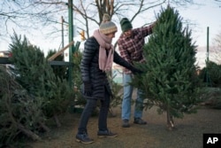 FILE - Libby and Larry Gurnee inspect a Christmas tree at a Rotary Club tree sale, Wednesday, Dec. 14, 2022. (AP Photo/Robert F. Bukaty)