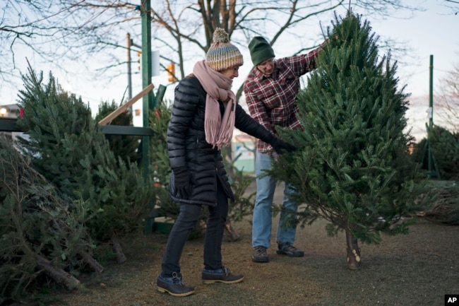 FILE - Libby and Larry Gurnee inspect a Christmas tree at a Rotary Club tree sale, Wednesday, Dec. 14, 2022. (AP Photo/Robert F. Bukaty)