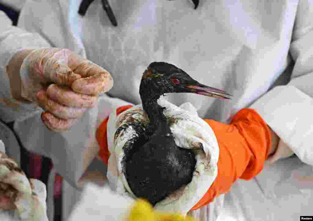 Volunteers clean a bird following an oil spill caused by an incident involving two tankers damaged in a storm in the Kerch Strait, in the village of Vityazevo near the Black Sea resort of Anapa, Russia.