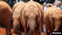 Orphaned baby elephants are seen after being bottle-fed, at the David Sheldrick Elephant Orphanage near Nairobi, Kenya, Oct. 2, 2018. 