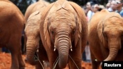 Orphaned baby elephants are seen after being bottle-fed, at the David Sheldrick Elephant Orphanage near Nairobi, Kenya, Oct. 2, 2018. 