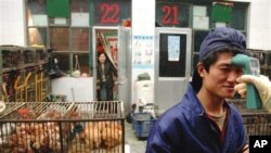 北京本地卫生人员为防止禽流感突发在为家禽市场一名年轻工作人员做体温检测(资料照片)