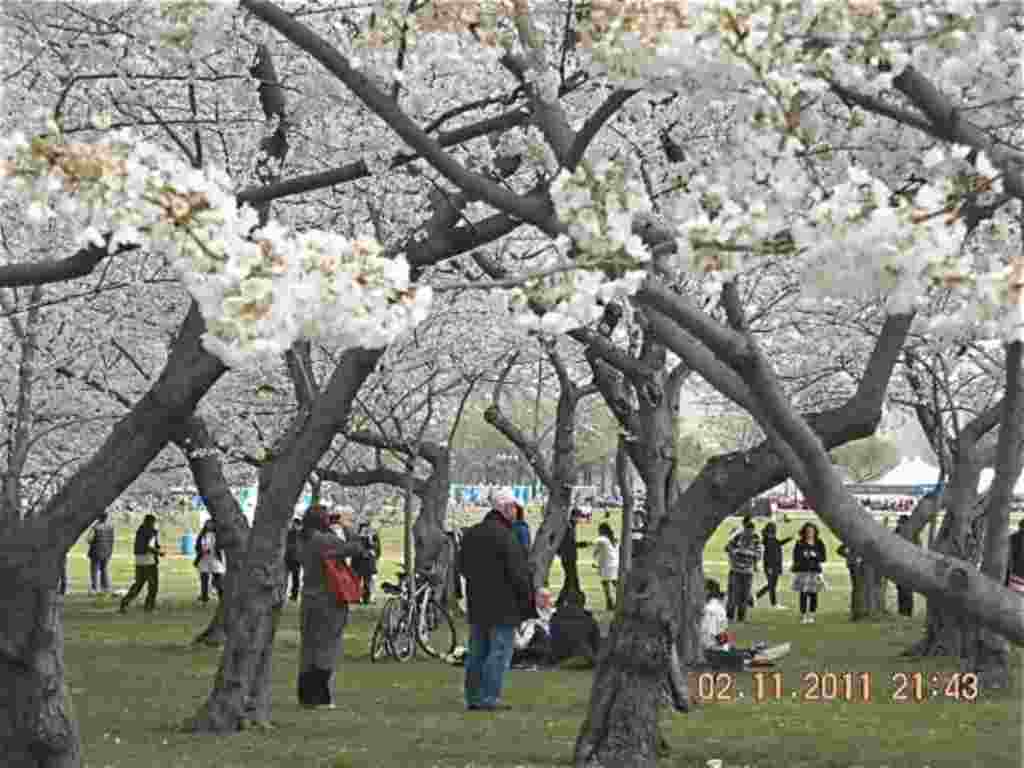 فستیوال شکوفه های گیلاس در واشنگتن ۲۰۱۱