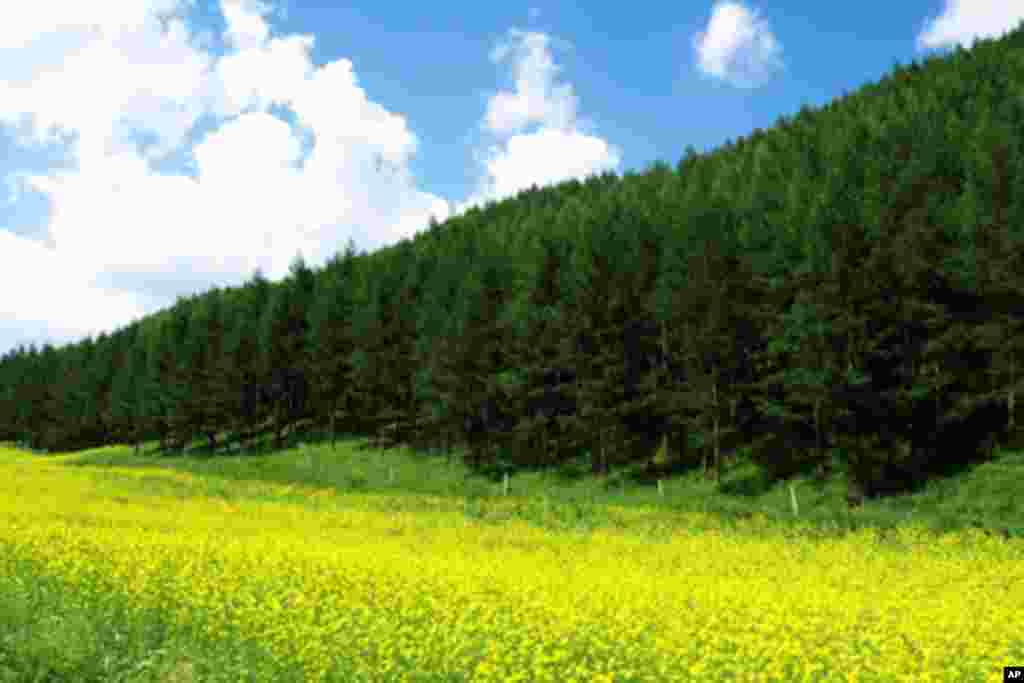 内蒙古锡林郭勒大草原