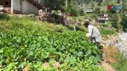 د امریکا د بهرنیو مرستو په ځنډېدلو، په پاکستان اوځانګړي توګه خیبرپښتونخوا باندې څه اثر غورځېدلی؟