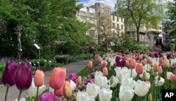 FILE - A man walks down a path with tulips in bloom at the Botanical Garden in Antwerp, Belgium, Monday, May 10, 2021. (AP Photo/Virginia Mayo)