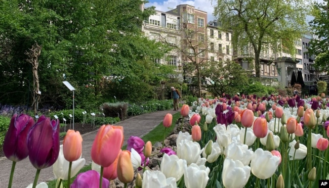 FILE - A man walks down a path with tulips in bloom at the Botanical Garden in Antwerp, Belgium, Monday, May 10, 2021. (AP Photo/Virginia Mayo)