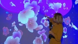 Cerezos en flor digitales e interactivos