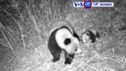 Manchetes Mundo 13 Dezembro 2016: Situação grave em Aleppo, Síria