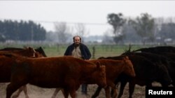 Campesinos argentinos exponen expectativas políticas antes de primarias presidenciales