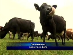 Половина од храната се фрла