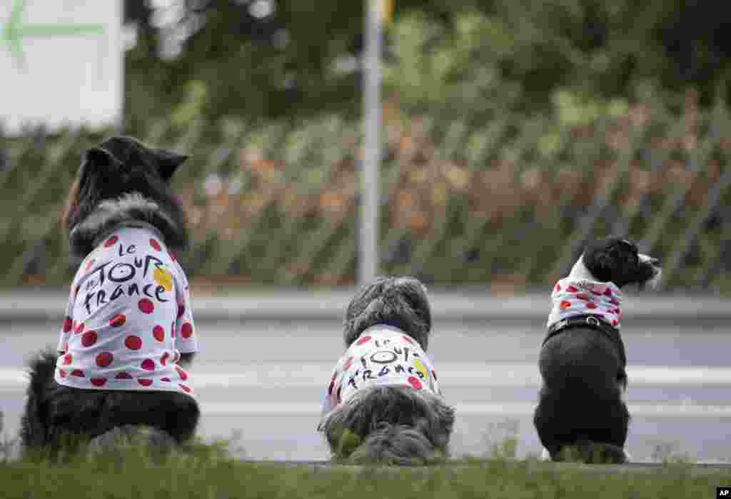 Three dogs with cycling jerseys sit near a road in Mettmann, Germany. The second stage of the Tour de France cycling race from Duesseldorf to Liege in Belgium will run through Mettmann.