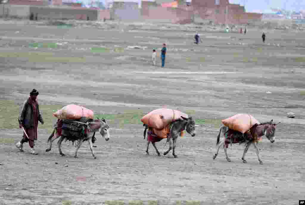 حمل و نقل بار توسط الاغ‌ها در حومه کابل، افغانستان