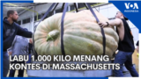 Labu 1.000 Kilo Menang Kontes di Massachusetts
