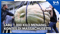 Labu 1.000 Kilo Menang Kontes di Massachusetts
