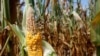 US: Rain, Cooler Weather Helping Crops; Drought Not Over