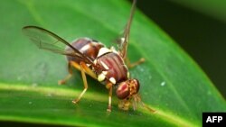 A handout photo shows a Queensland fruit fly on a leaf, March 21, 2014. (CSIRO photo)