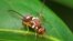 A handout photo shows a Queensland fruit fly on a leaf, March 21, 2014. (CSIRO photo)