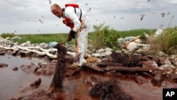 Seorang pekerja membersihkan tumpahan minyak di Teluk Meksiko di Plaquemines Parish, Louisiana, AS (foto: dok). 