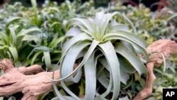 This image provided by Air Plant Hub shows a Tillandsia xerographica air plant in Vacaville, California. (Nathaniel Miller/Air Plant Hub via AP)