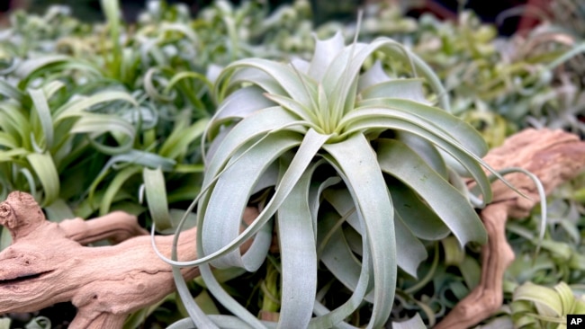 This image provided by Air Plant Hub shows a Tillandsia xerographica air plant in Vacaville, California. (Nathaniel Miller/Air Plant Hub via AP)