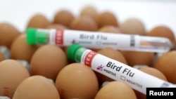 China reported on May 18, 2024, that it found bird flu among wild birds in Western China.