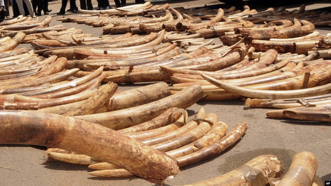 ቁጽሪ ነበርታ 130 ጥራይ ዝበጽሕ ዝነበረ ኦራንጀ ዝተባህለት ቁሸት ነዘርላንድስ ሎሚ ብኣማኢት ዝቑጸሩ ካብ ሶርያ ሱዳን ኤርትራን ካልኦት ሃገራት ዝመጹ ስደተኛታት ኣስፊራ ትርከብ።